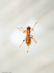 Lemidia aptera
