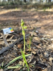 Pterostylis mutica