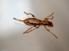 Lemidia aptera