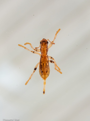 Lemidia aptera