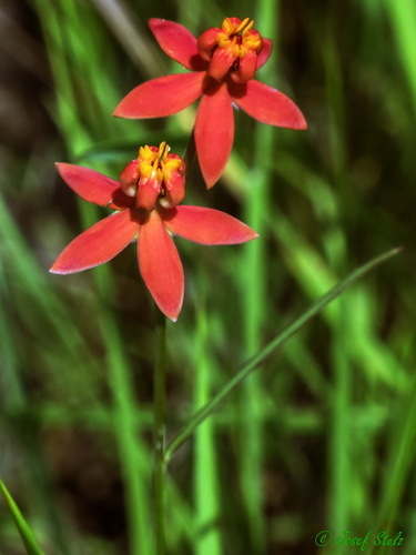 Stathmostelma rhacodes