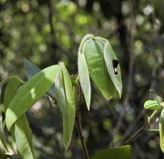 Xylopia maccreae