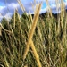 African Feather Grass - Photo (c) Tony Rebelo, some rights reserved (CC BY-SA), uploaded by Tony Rebelo