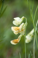 Lathyrus pannonicus collinus