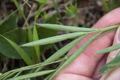 Lathyrus pannonicus collinus