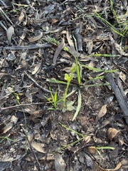 Pterostylis mutica