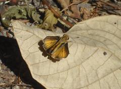 Polites vibex praeceps