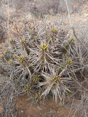 Euphorbia ferox