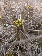 Euphorbia ferox