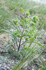 Onosma visianii