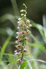 Epipactis purpurata