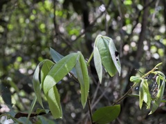 Xylopia maccreae