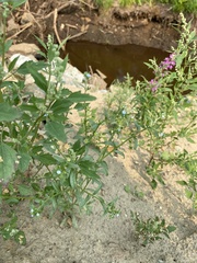 Lappula consanguinea