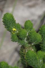 Aspalathus alopecurus