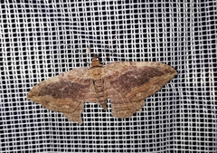 Philereme transversata