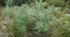 Thermopsis alpina