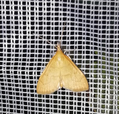 Anania crocealis