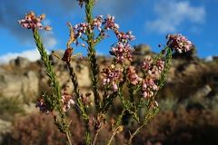 Erica verecunda