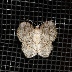 Trigrammia quadrinotaria