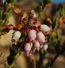 Erica verecunda