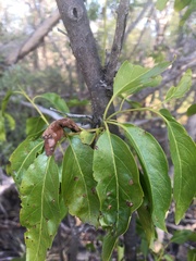 Ehretia saligna membranifolia
