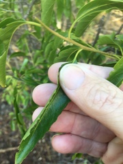 Ehretia saligna membranifolia