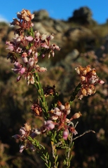 Erica verecunda