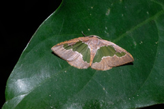 Celenna festivaria