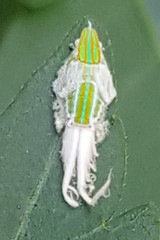 Salurnis marginella