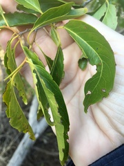 Ehretia saligna membranifolia