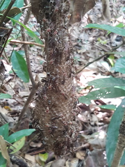Parapolybia