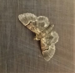 Lepidoptera