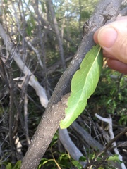 Ehretia saligna membranifolia