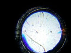 Chlamydomonadales