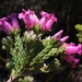 Erica daphniflora - Photo (c) Tony Rebelo,  זכויות יוצרים חלקיות (CC BY-SA), הועלה על ידי Tony Rebelo