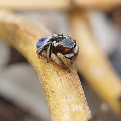 Maratus anomalus