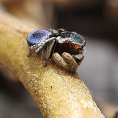 Maratus anomalus