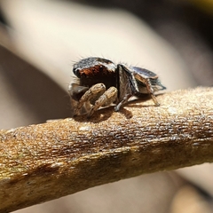 Maratus anomalus