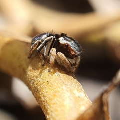 Maratus anomalus