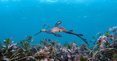 Weedy Seadragon