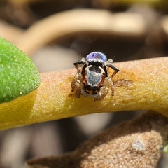 Maratus anomalus