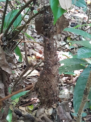 Parapolybia