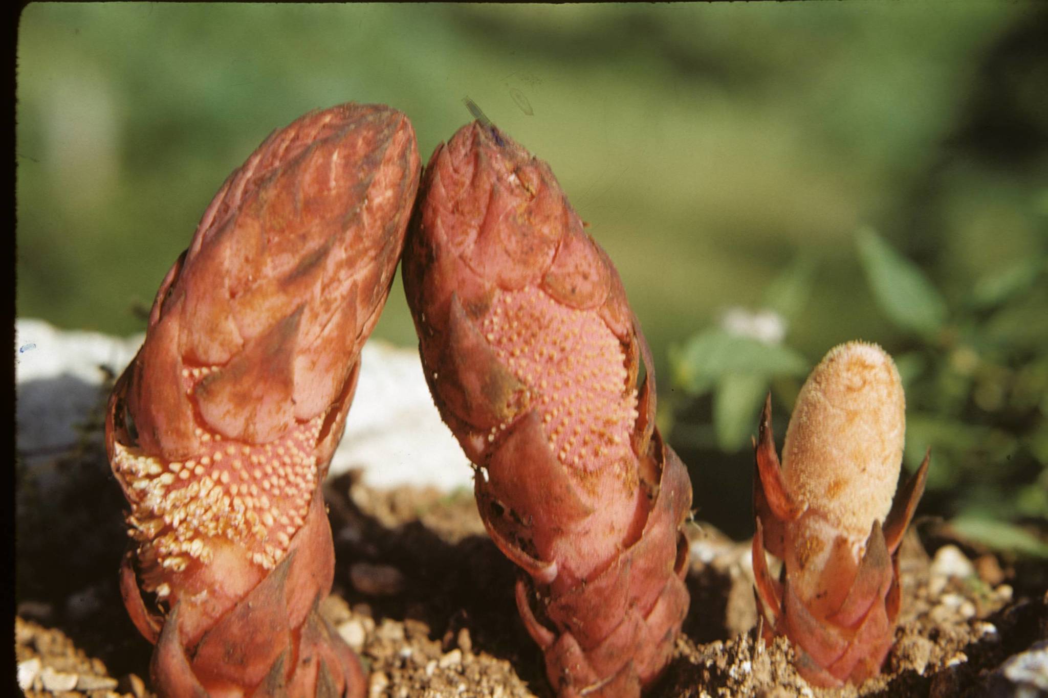 Scybalium