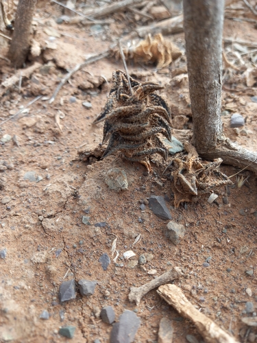 Haworthiopsis nigra