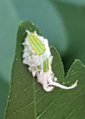 Salurnis marginella