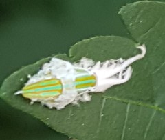 Salurnis marginella