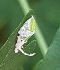 Salurnis marginella