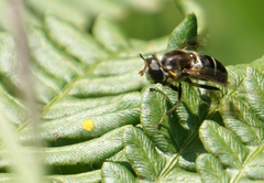 Eristalis obscura