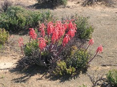 Gonialoe variegata