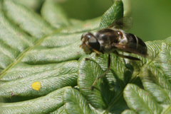 Eristalis obscura
